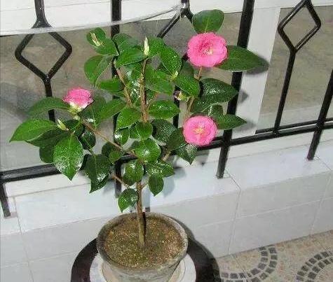 你用啤酒水、淘米水浇花快停下,正确方法没学会,浇1盆死1盆!