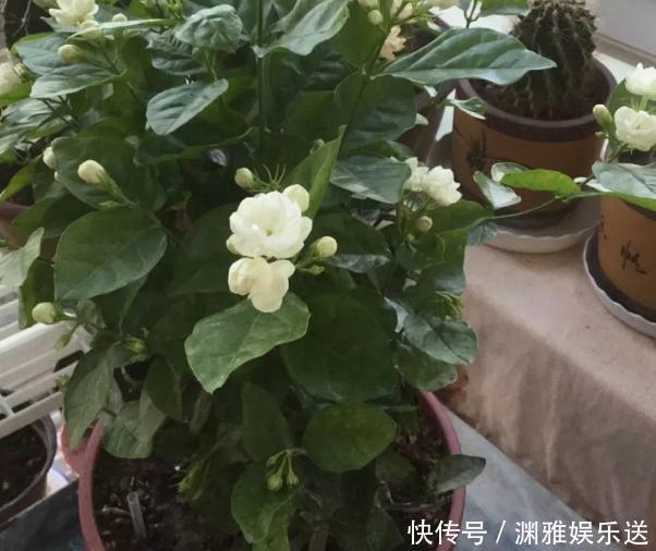 想贪便宜又想养花,冬天就买这3样盆栽,来年开春嗖嗖开花