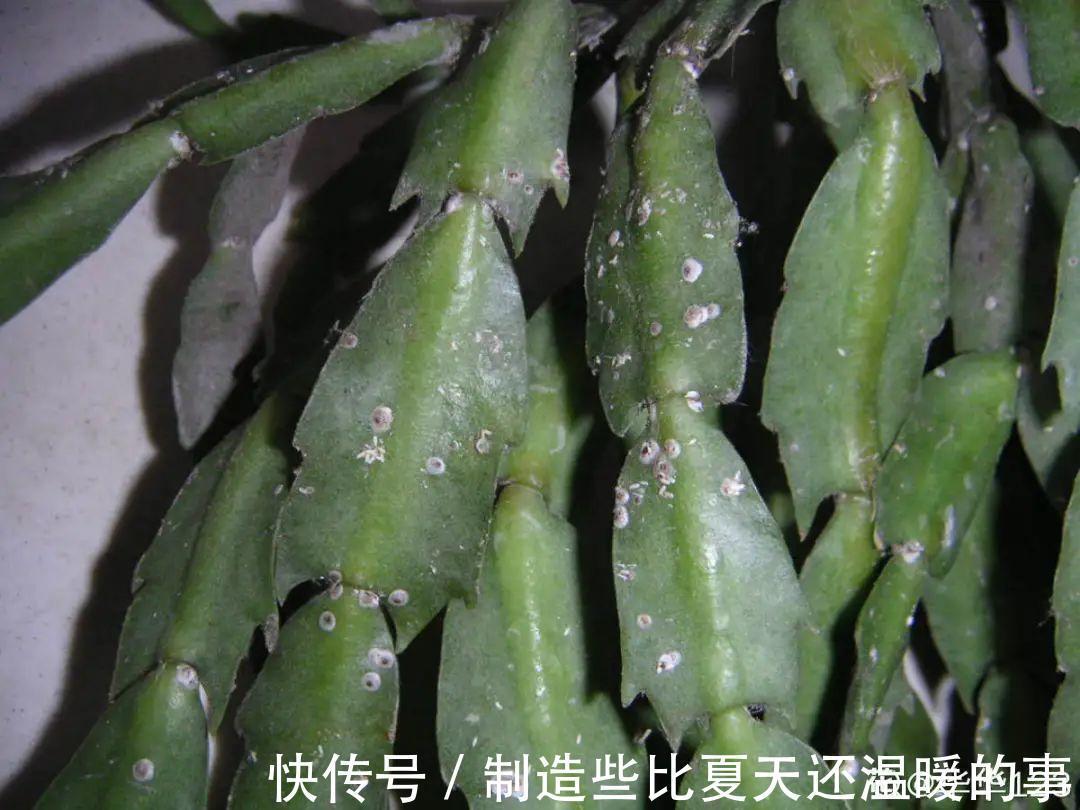 养护蟹爪兰，要注意8个要点，才能开出仙气飘飘花