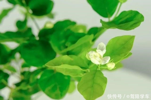 公认难养的6种花,新手慎买,养不活还浪费钱!