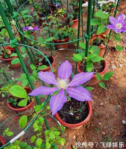 花友养了40年花,唯独对“铁线莲”情有独钟,花开令人惊艳!