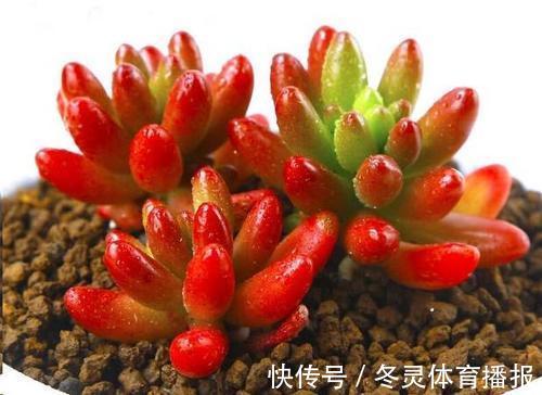 徒长|号称“徒神”的4种多肉,夏天稍不留神就成高个子,新手慎养