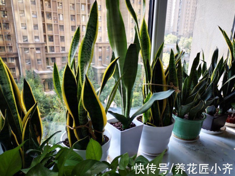 太阳光|天气渐凉,6种花要“穷养”,水肥多了会伤根,多晒太阳植株壮