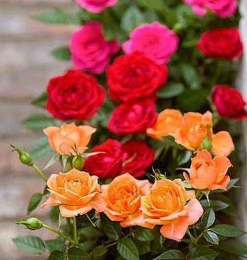 桂花|3种花漂亮又养人,泡茶解暑,人养花,花也养人,花朵又大又鲜艳