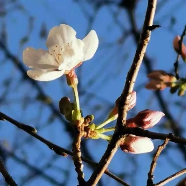 花满东大，灼灼其华！