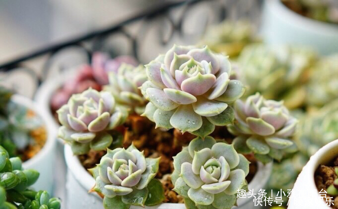 秋季养多肉可以淋雨吗有优点有缺点,做对“一点”,长成小胖子