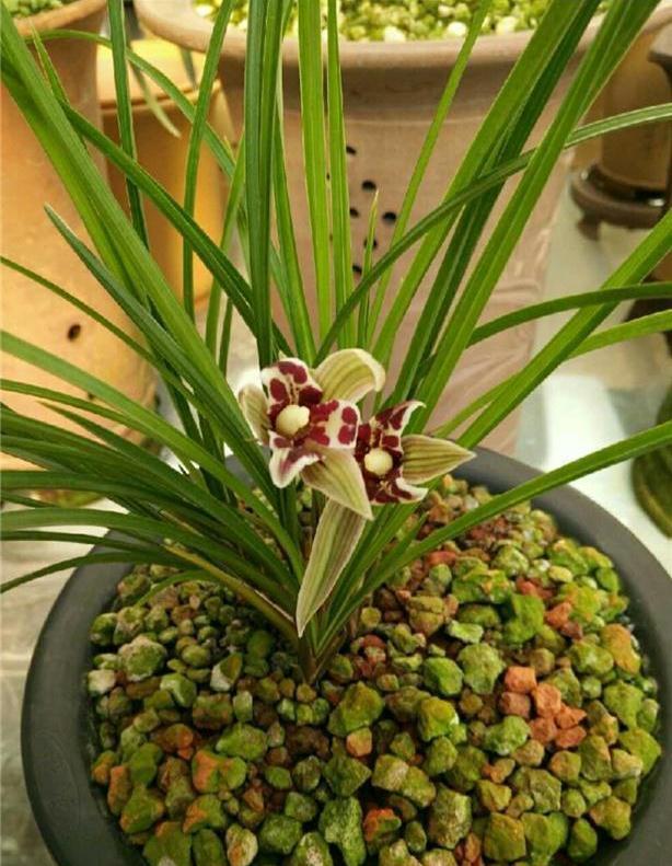 给兰花换盆换土，看根系就知道，兰花养得好