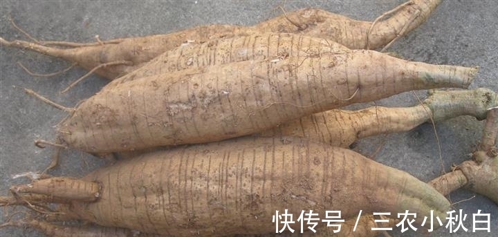 人参|乡下一种不起眼的小花，根茎竟是千年人参，如若遇到一定别放过