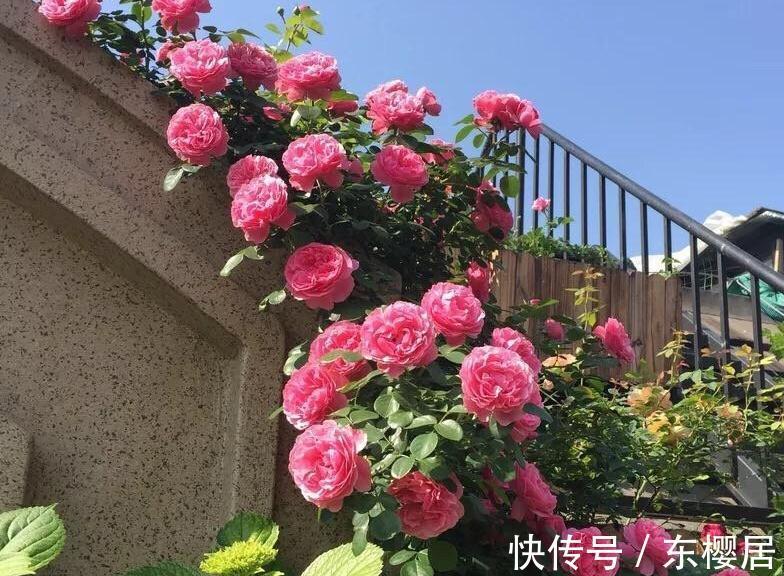 花瓣|欧月为什么这么受人欢迎，它跟普通月季有什么不一样，今天来说说