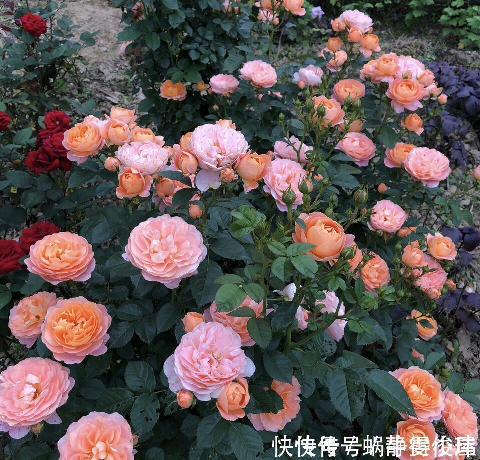 修剪|月季开完花,这样一处理,2周以后花芽“嘟嘟冒”,花朵开爆