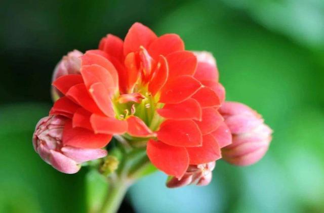 3种花现在养正合适，不怕热不怕晒，开花容易非常漂亮，适合新手