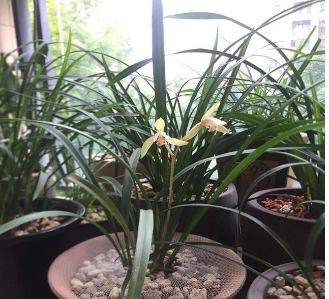 以下“2种”药,对于养兰花的人来说,是不可多得的好“肥”