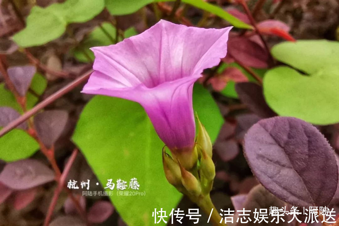 夏秋季|杭州小区里这种喇叭花,其实是“海滨花后”,可以解海蜇刺伤的毒