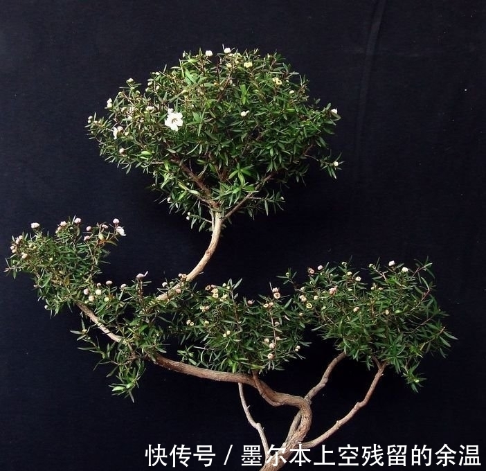 1月,阳台就养“4种花”,越热花开越多,30天养成“小花园”!