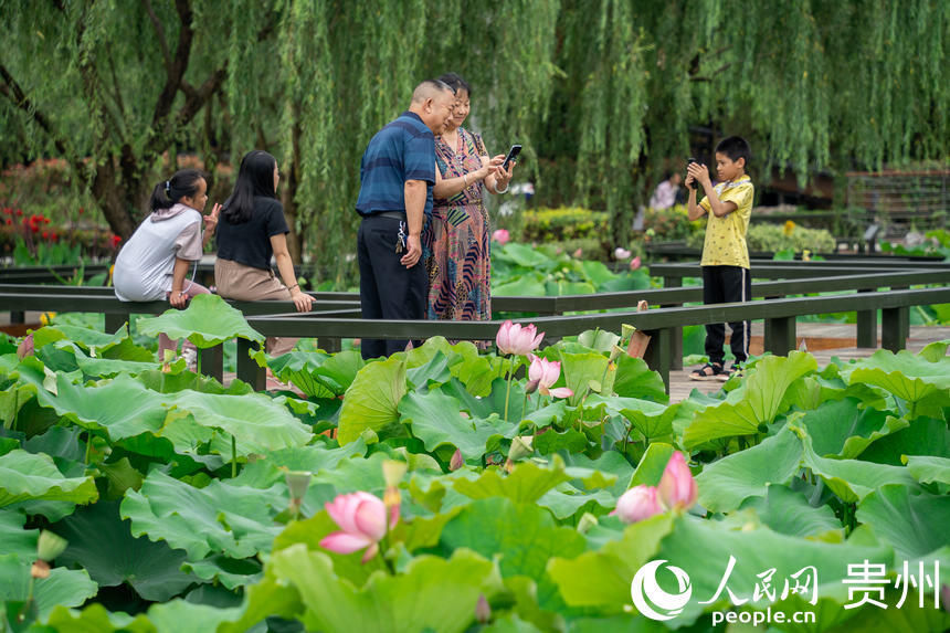 仙界|贵阳白云：荷花盛开引客来