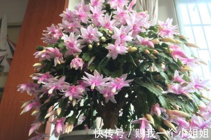 蟹爪兰|嫁接9层蟹爪兰,“技巧”掌握好,后期叶片不瘦,花苞多的压弯枝