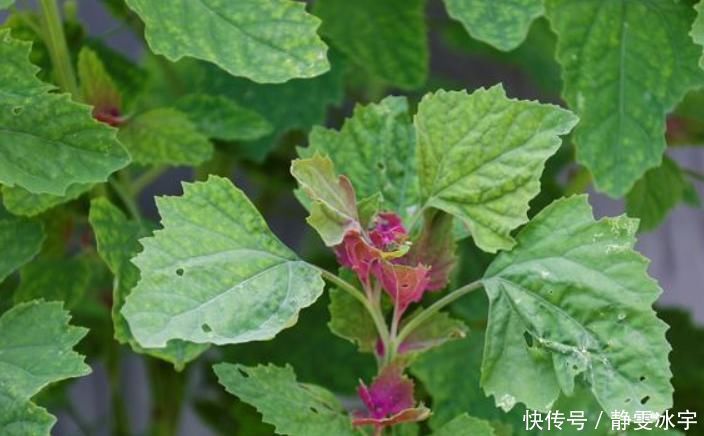 口臭|农村最多的一种野菜，叶子嚼两口能除口臭