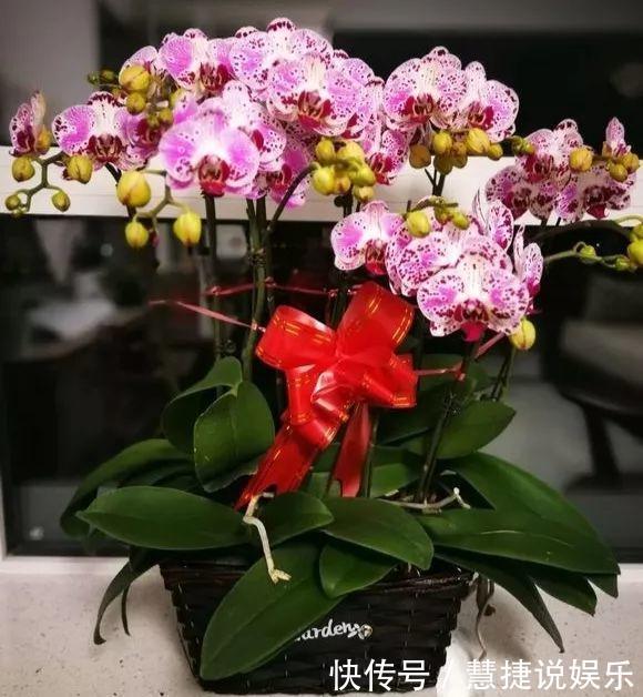 蝴蝶兰不用土不用肥,1块树皮就能活!