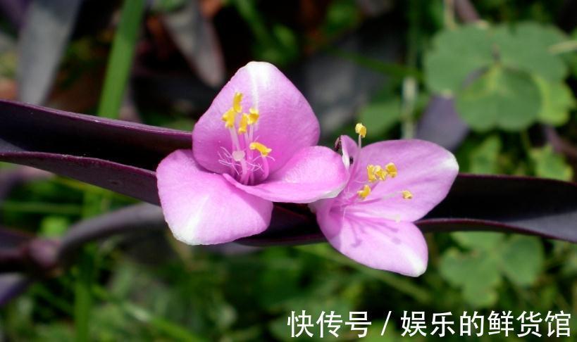 叶子|养什么花净化空气效果更好?盆栽这3款,漂亮好使,格外有格调