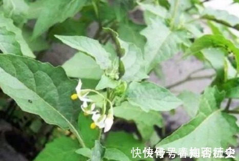 荤香味|入秋后才会有的野菜，可以治风湿痛、关节炎，遇见了一定要带回家