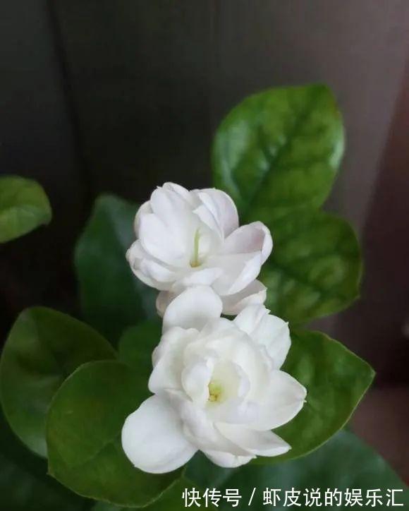 教你这三招，茉莉花越开越多，一茬接一茬