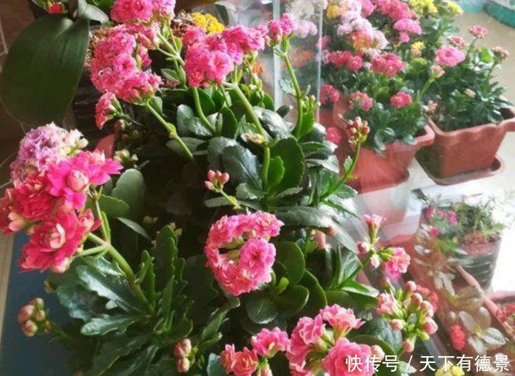 4种花养了就爆盆,清香扑鼻,给点阳光就灿烂,花开满盆!