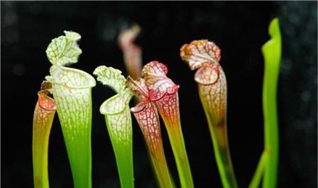 新手养花,适合养一盆“阳台精品”瓶子草,美丽妖艳,美妙动人