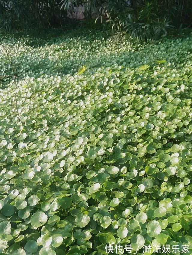 生根|养花杀手养啥养不活这些花寓意好、皮实好养活，附养花技巧！