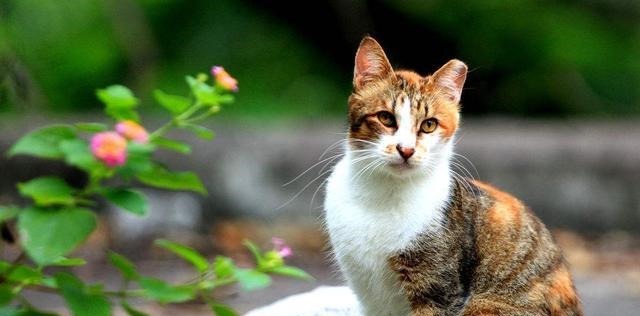 下联@先生一上联“花猫戏花,花迷花猫眼,喵喵喵”,神童下联,绝了!