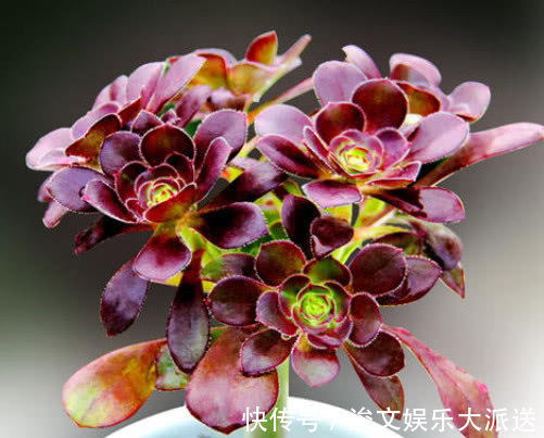 黑法师|多肉黑法师怎么养教你3个小妙招,养出乌黑油亮的黑法师