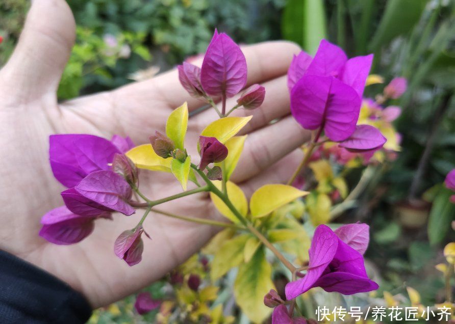 分化|三角梅开花诀窍，学会“二选三足”，只要温度不低，就能全年开花