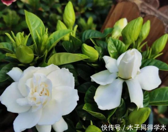 公认难养的4种花,之所以养不好,是因为你触碰了它们的“弱点”