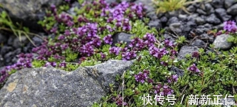 苔藓|袁枚最有哲理的一首诗，虽然我们很渺小，但也要活得比别人更精彩