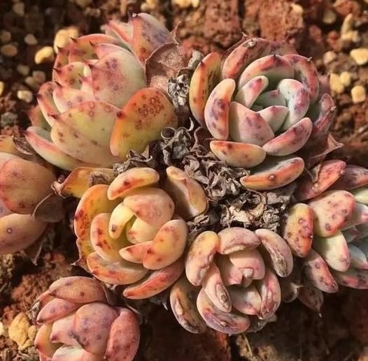 多肉枯叶别乱摘,弄巧不成反成拙,分清品种和时节很重要