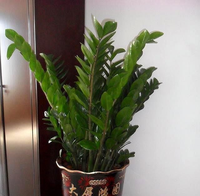 客厅可以栽树，花匠比养花都“值得”，听完立马养了3盆