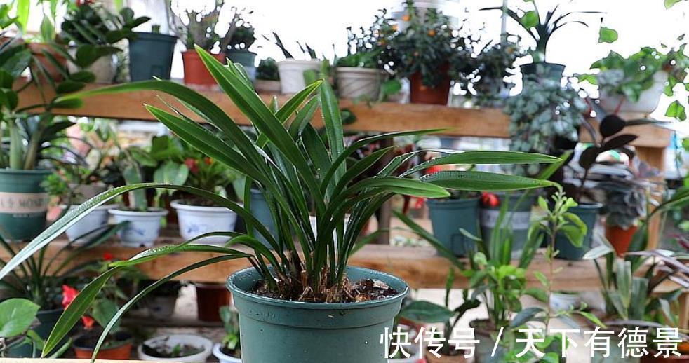 新手秋天养兰花，3个浇水要点要谨记，做好了根壮叶旺开花美