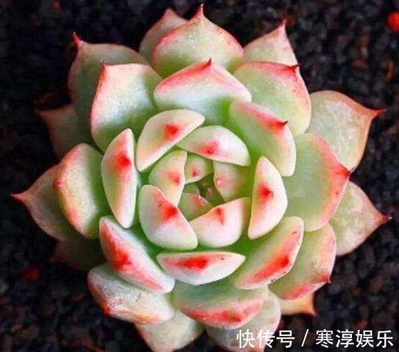 烂根|这六种植物,不能常浇水,浇水过多不是烂根就是死亡,快别浇了!