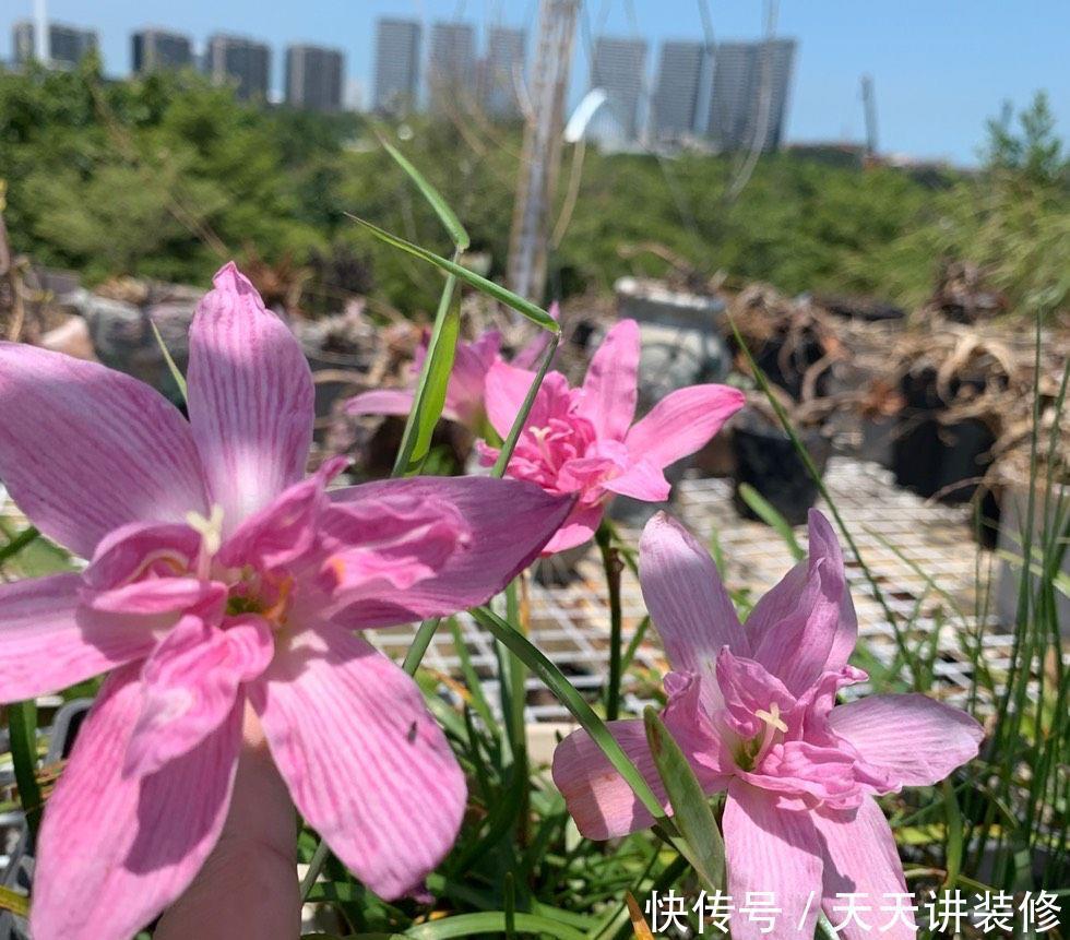 养花|不会养花就养它，皮实耐看，色彩丰富，阳台再小也能养