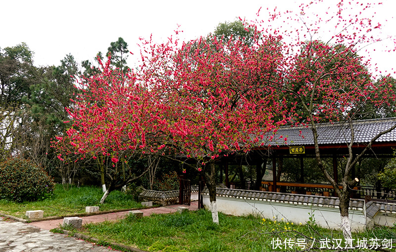 灼灼碧桃艳春色、花乡茶谷春满园