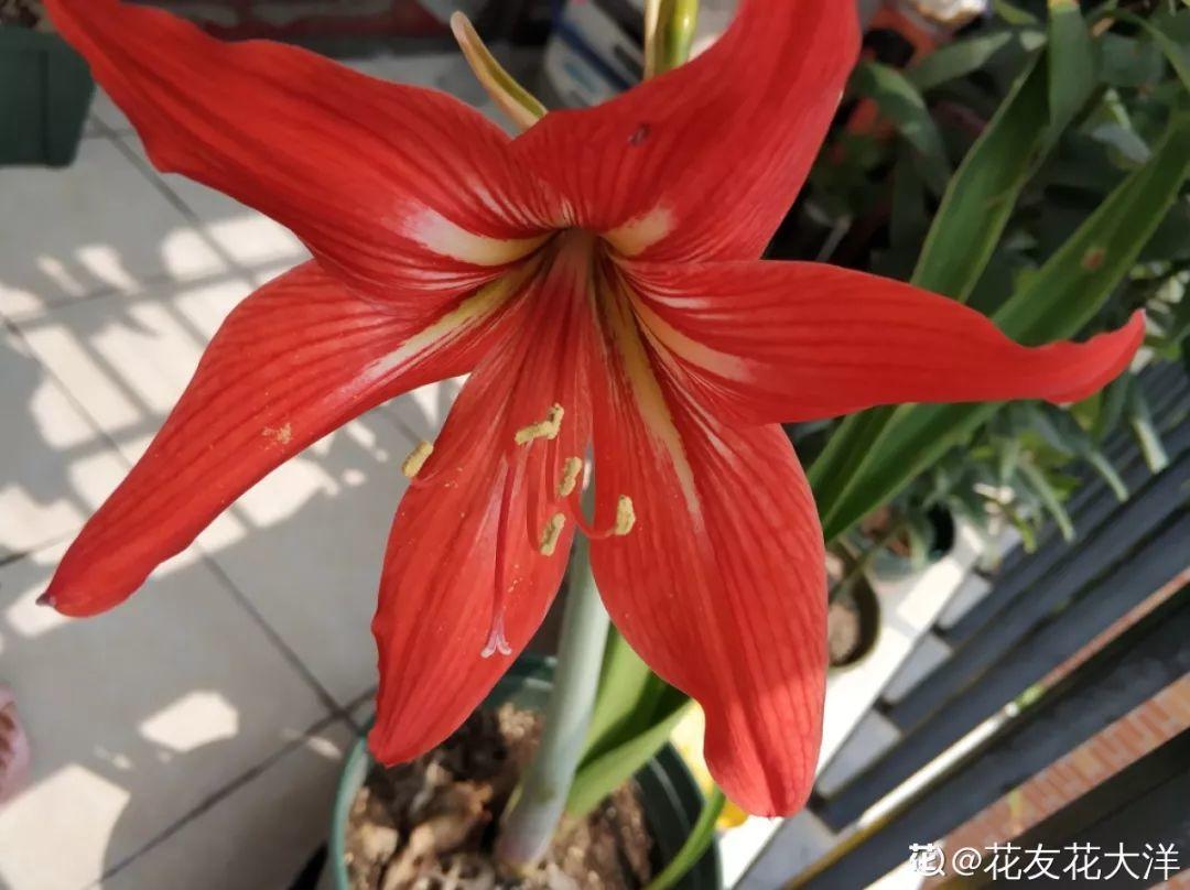 养花的3个坏习惯,赶紧戒掉,不然再好养的花都得挂!