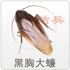 常见的蟑螂种类以及消灭蟑螂的方法 快资讯