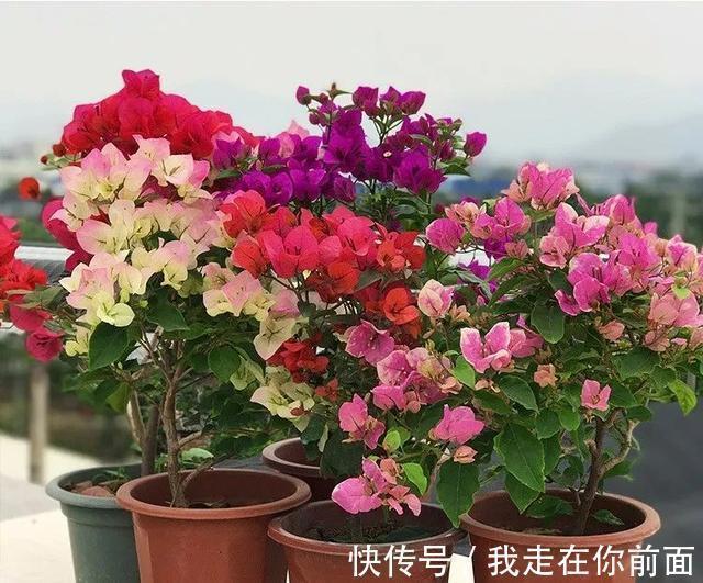 富贵竹|这六种花,个个都爱“喝醋”,隔几天喝一点,嫩叶蹭蹭长不停