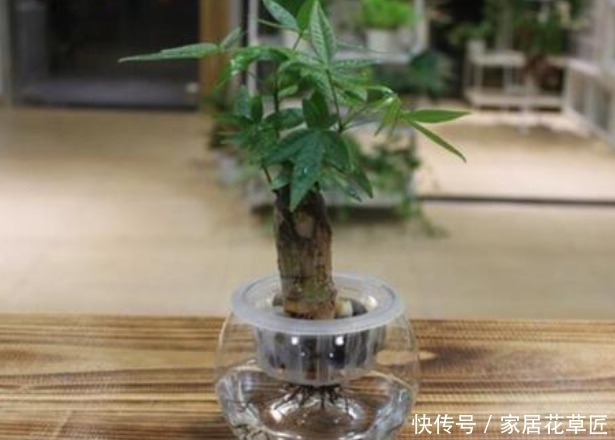 爆盆|此3种花,看起来非常难养,但其实只需“1杯水”,就能养爆盆