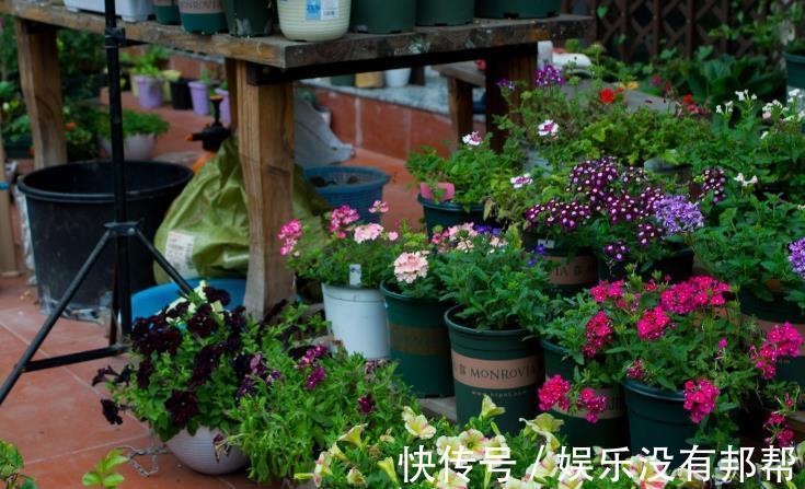 松针土|养花学会自己配土，省钱而且更肥沃，不论种什么花都能养得好
