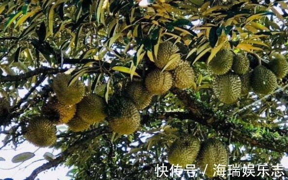 榴莲树|被誉为“水果之王”的榴莲，果农怎样收获优质高产，只需掌握五点