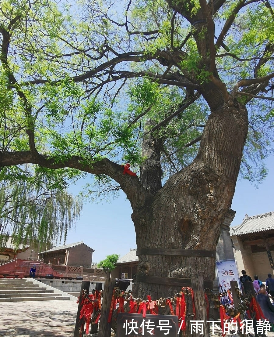 山西介休千年古堡内生长着罕见的槐抱柳，古街古巷古民居古意盎然！