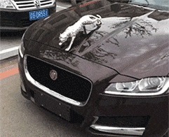 |搞笑GIF:大叔,你是怎么做到的,眼镜怎么就跳上去了