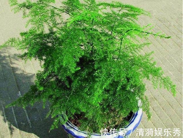 每月给文竹盆里埋几颗“豆”,新芽蹭蹭冒,一年花开就结果!