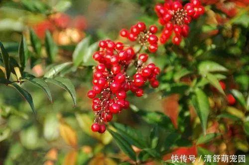 滴水观音|室内杜绝种养这3种花草，一旦发现要趁早挪出，不然家人会生病