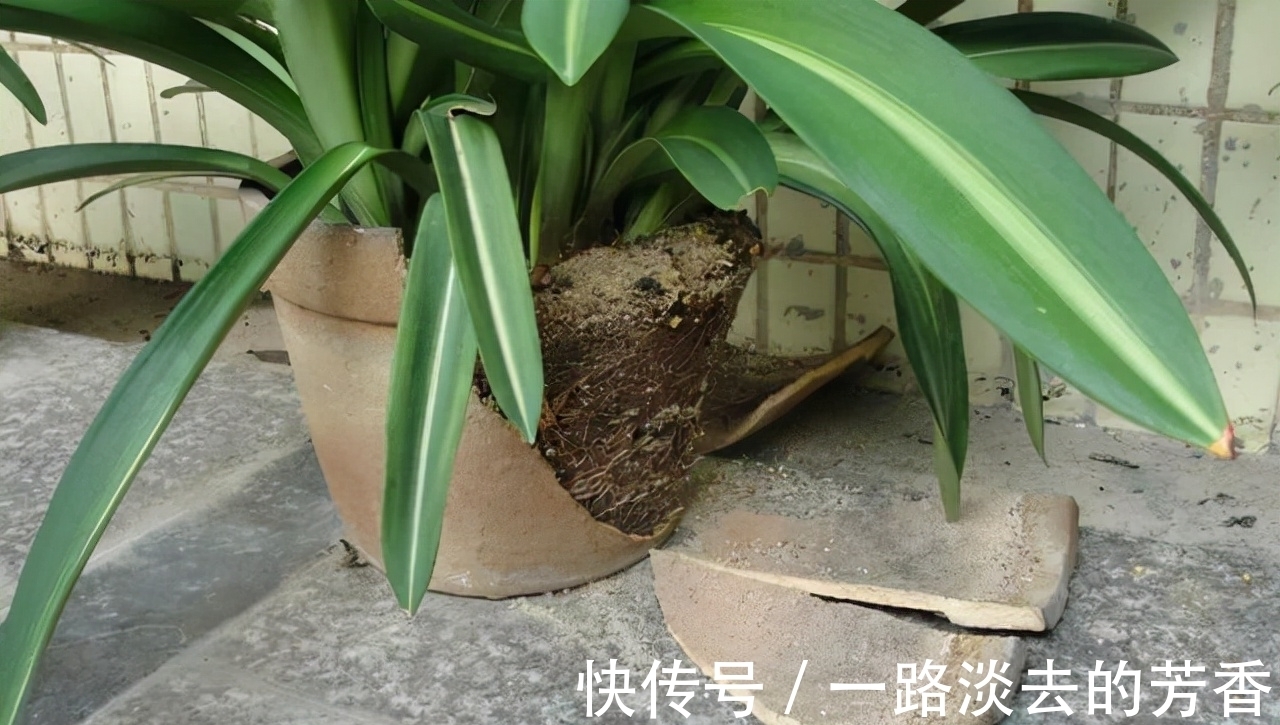 盆栽|怎样知道花卉要翻盆了？有5个表现就要注意，否则会严重影响生长